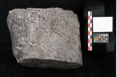 Foto (Objekt + Etikett) von Knorria imbricata Sternbg. (NHMW-GEO-2024-0188-11228)